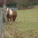 Frühstückspension Maison Pierreuse Sart-lez-Spa